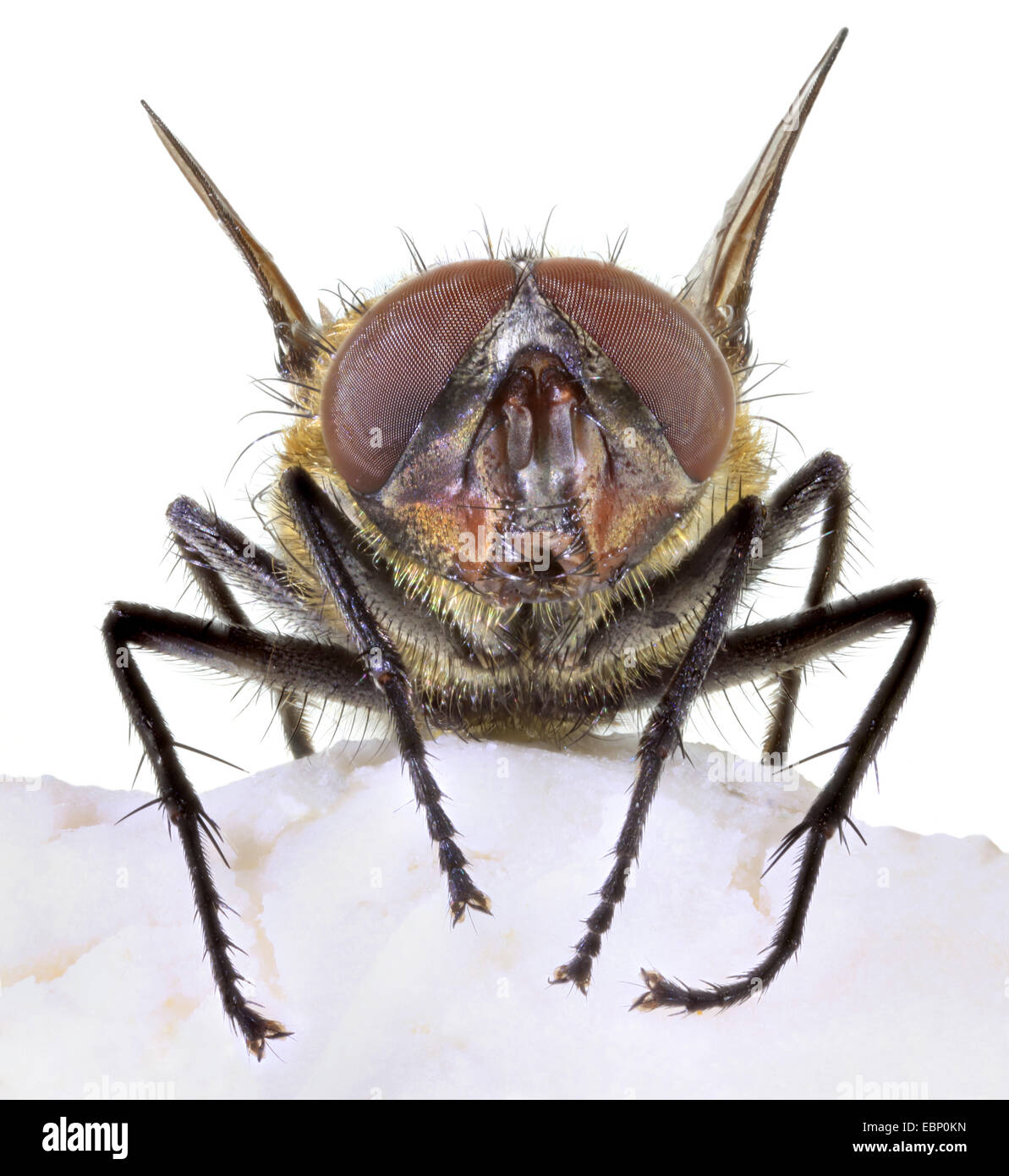 Fly (Brachycera, Ditteri), macro shot di una mosca, vista frontale Foto Stock