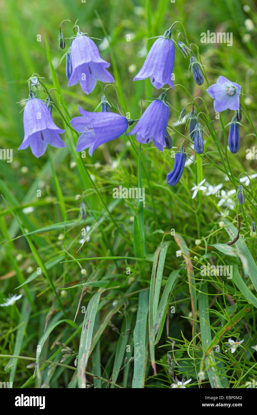 Lady's-ditale, scotch bluebell, harebell (Campanula rotundifolia), fioritura, in Germania, in Baviera, Oberbayern, Alta Baviera, Ammergauer Alpen Foto Stock