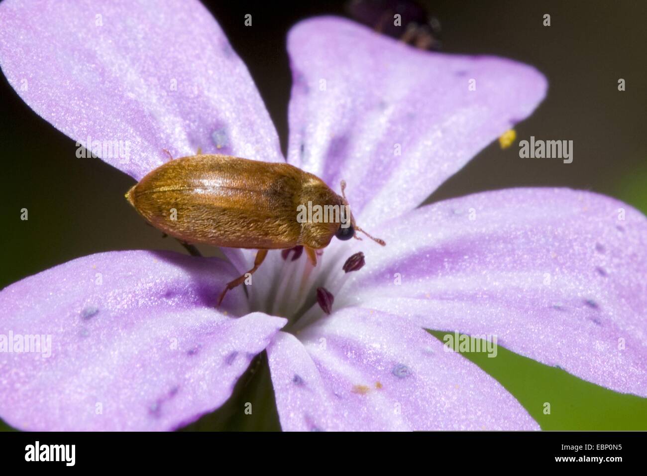 Lampone Beetle (Byturus ochraceus), su un fiore, Germania Foto Stock