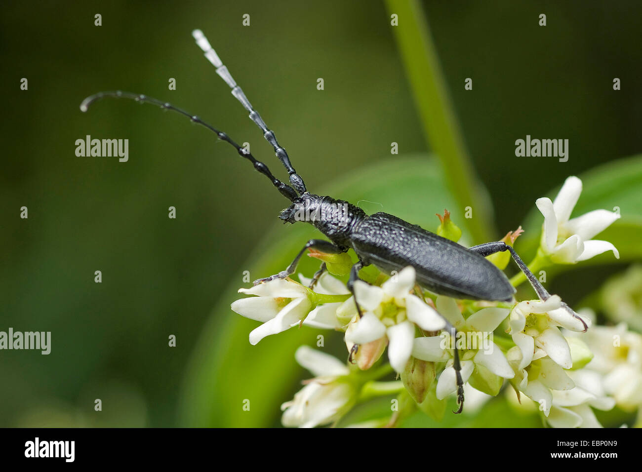 Il faggio capricorno beetle, piccole botti capricorno beetle (Cerambyx scopolii), sui fiori bianchi, Germania Foto Stock