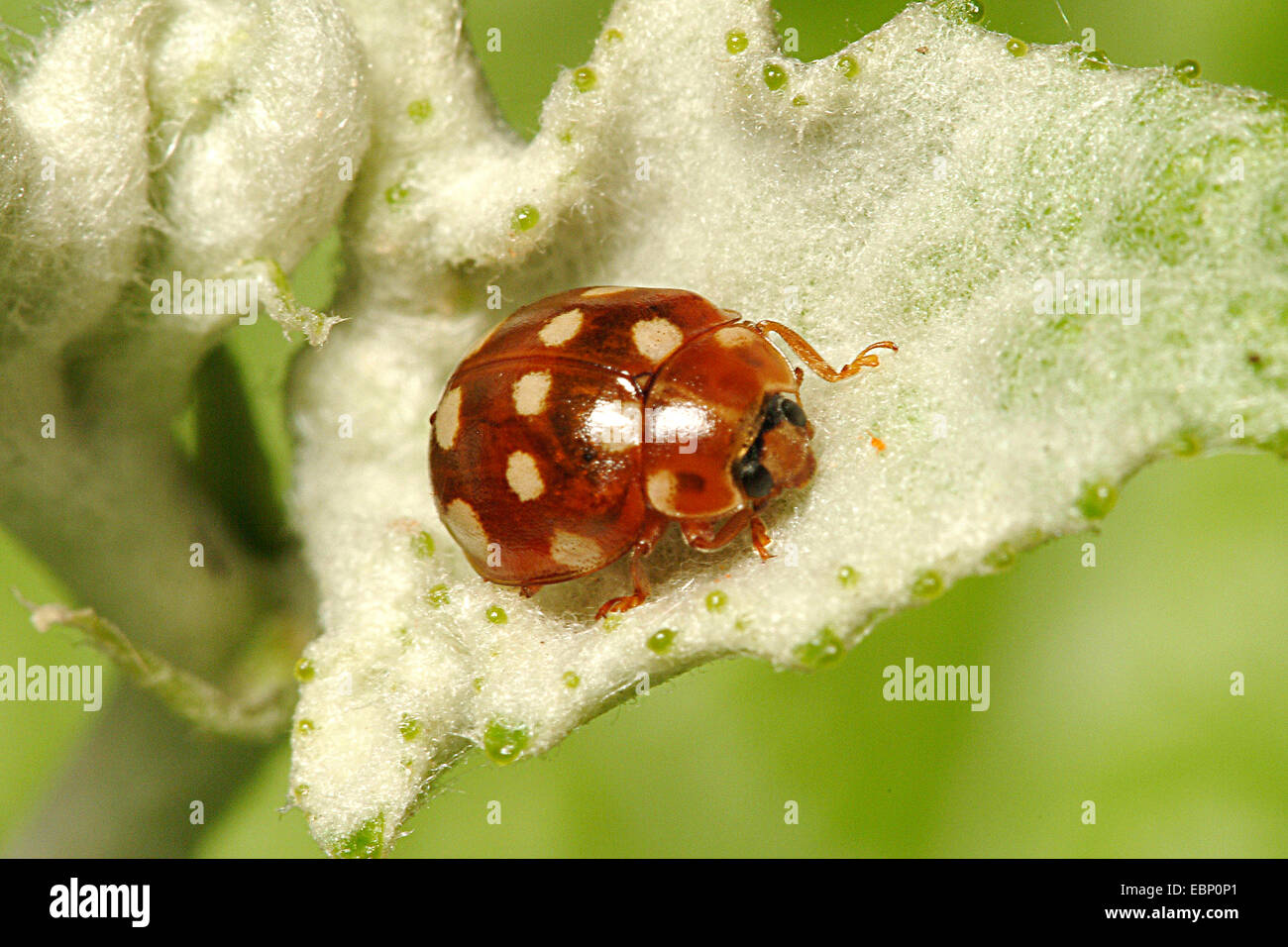 Crema-spot ladybird (Calvia quaotordecimguttata), su una foglia di peloso, Germania Foto Stock