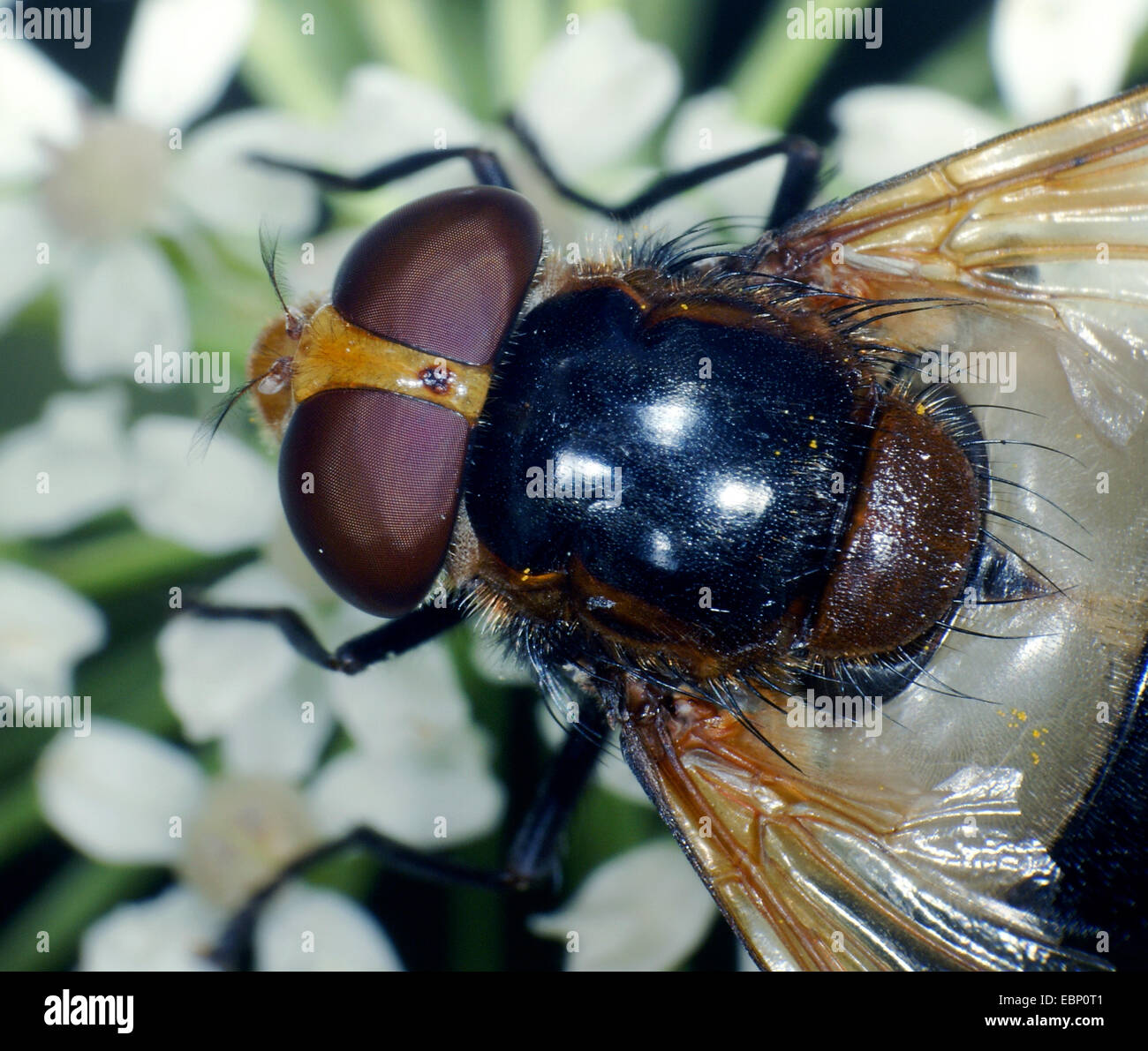 Hoverfly pellucida, volare pellucida (Volucella spec.), ritratto, in Germania, in Renania settentrionale-Vestfalia Foto Stock