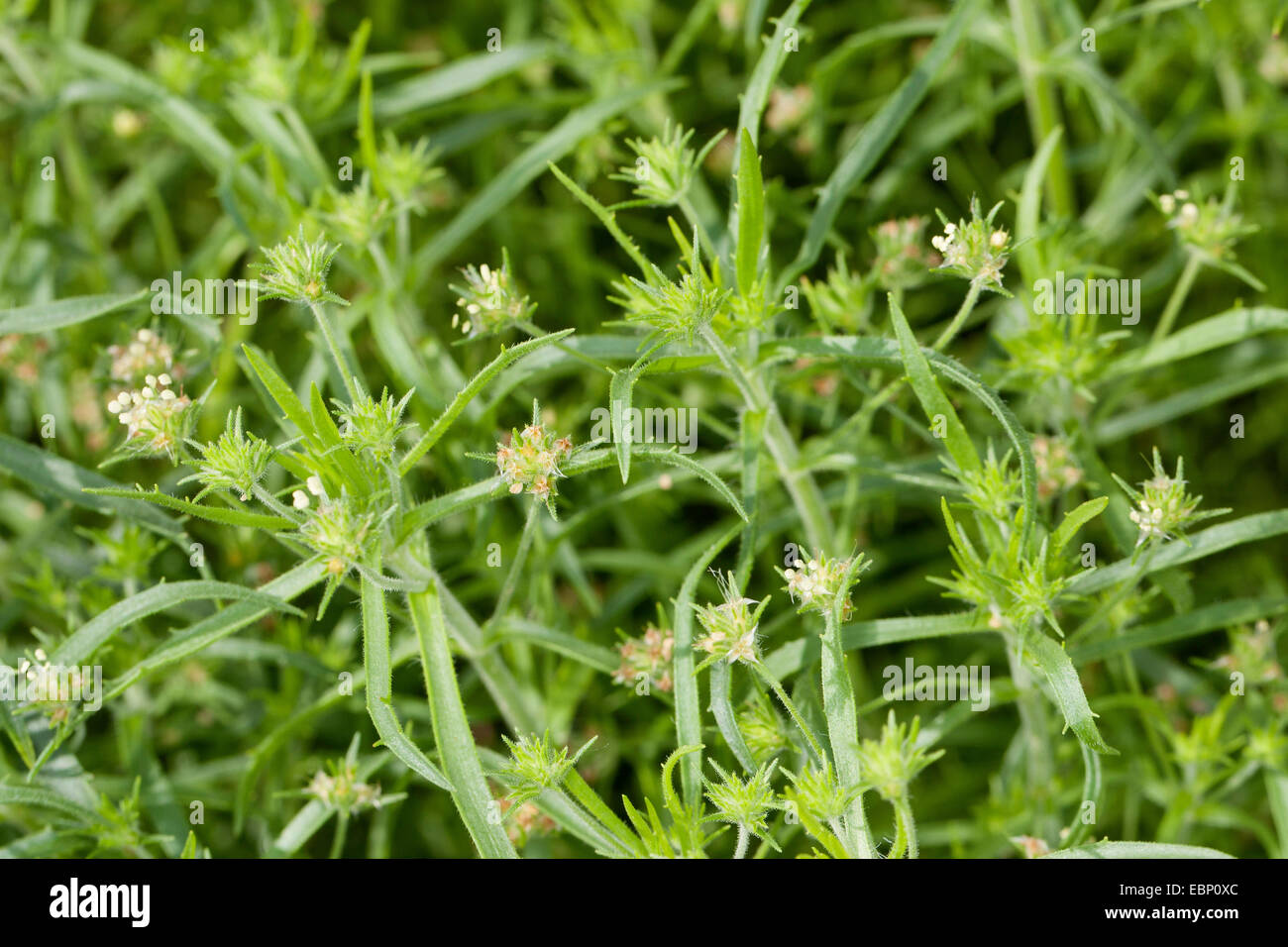 Nero psillio, scuro psillio, African piantaggine, ghiandolare piantaggine (psillio afrum, planzago afra, Planatgo afrum, planzago psillio), fioritura Foto Stock