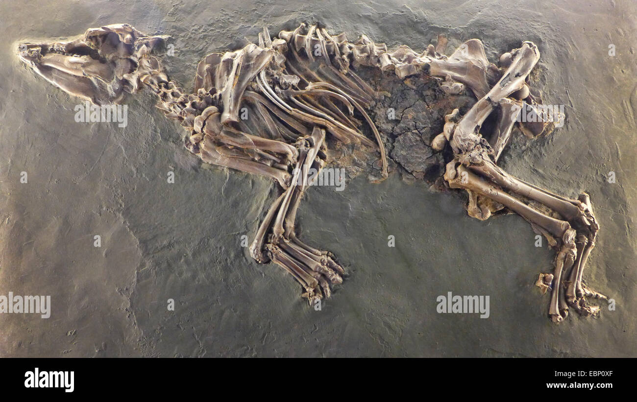 Equide (Propalaeotherium spec.), fossili di un mammifero horselike dal Paleogene (65-25 milioni di anni), la posizione della Germania Foto Stock