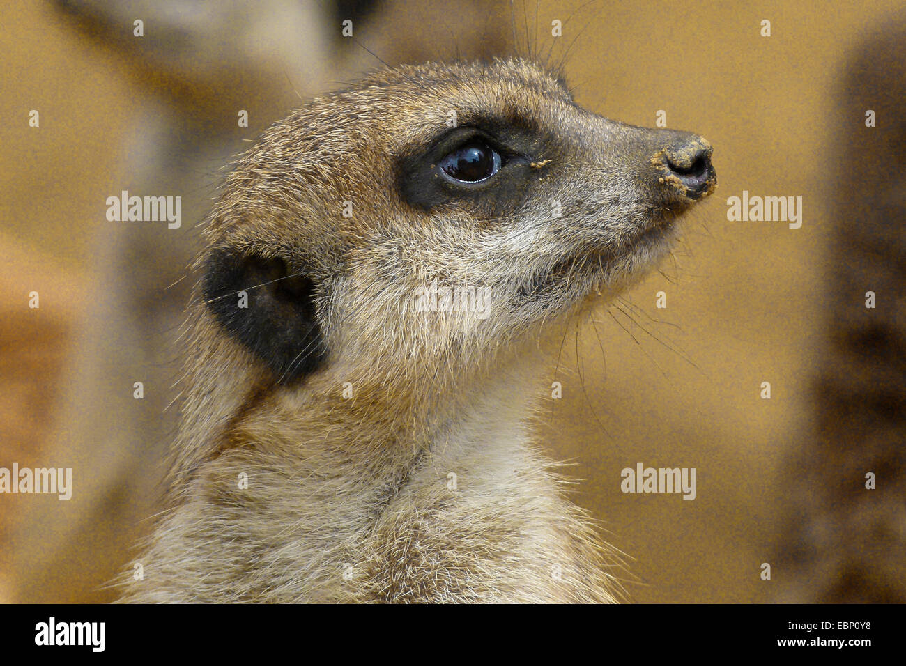 Suricate, sottile-tailed meerkat (Suricata suricatta), ritratto, Sud Africa Foto Stock