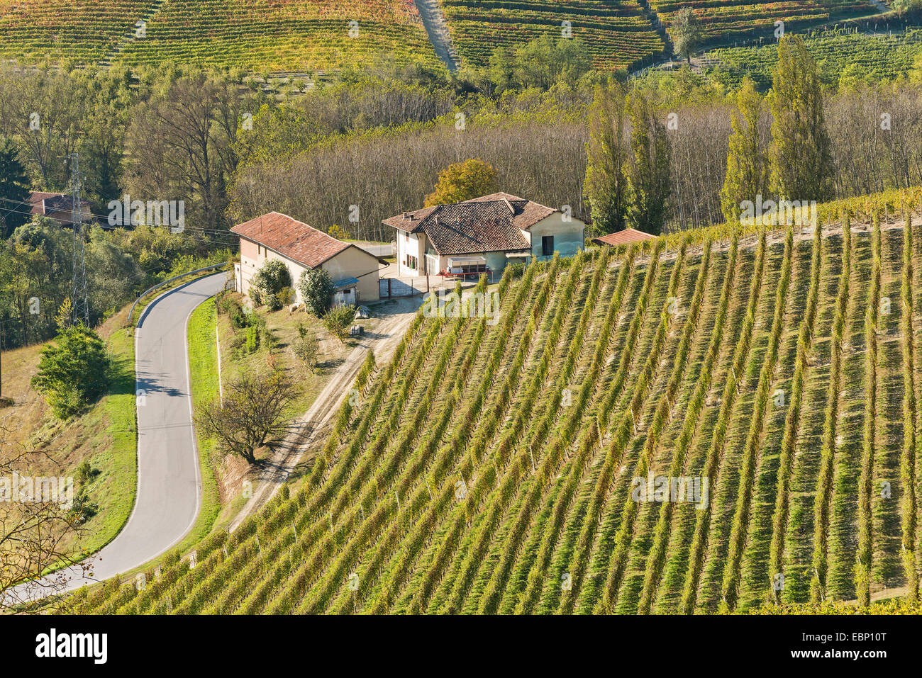 L'Italia,panorama di vigneti del Piemonte: Langhe-Roero e Monferrato nella Lista del Patrimonio Mondiale UNESCO Foto Stock