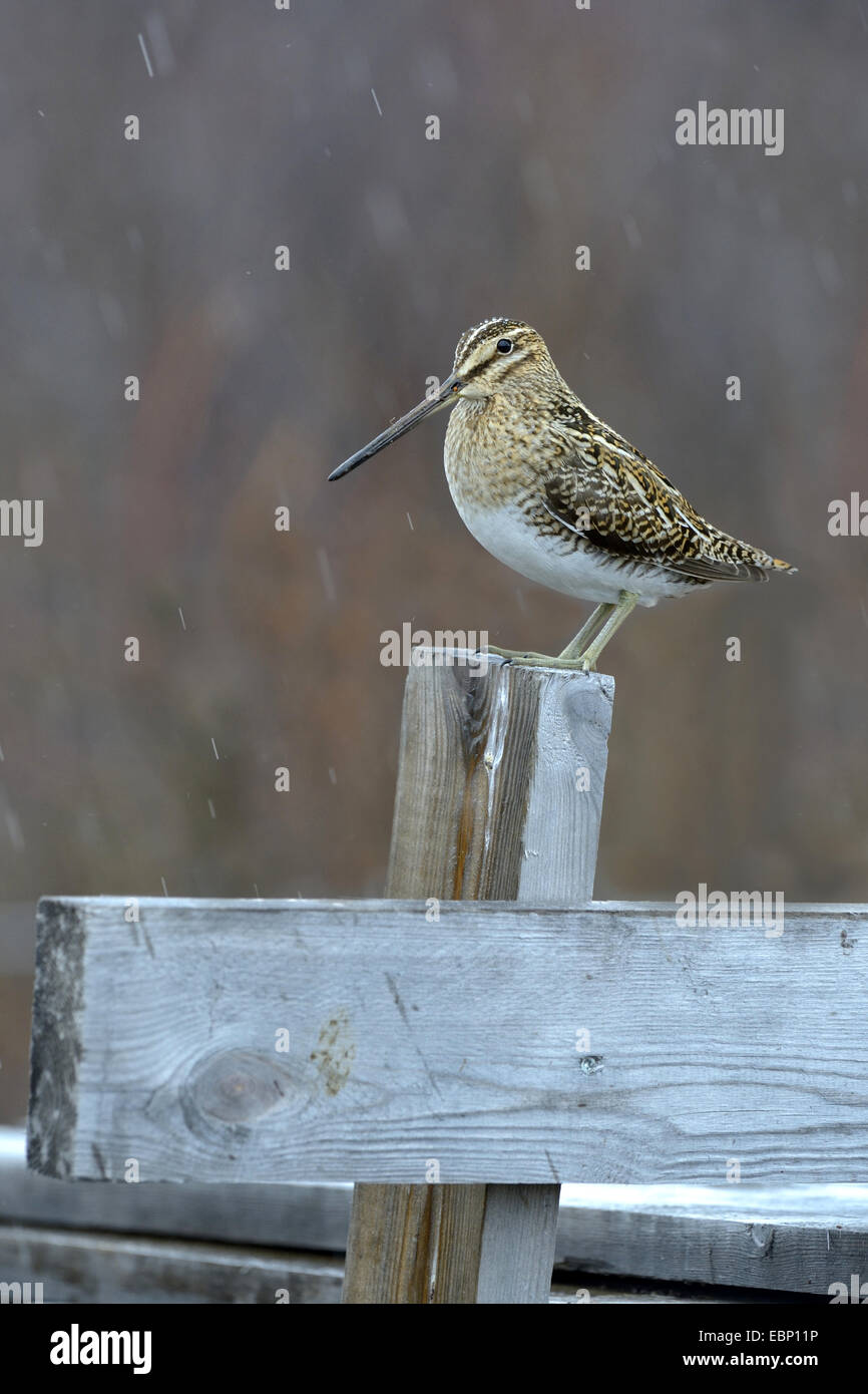 Beccaccino (Gallinago gallinago), seduto su un palo di legno durante la pioggia, Islanda Foto Stock