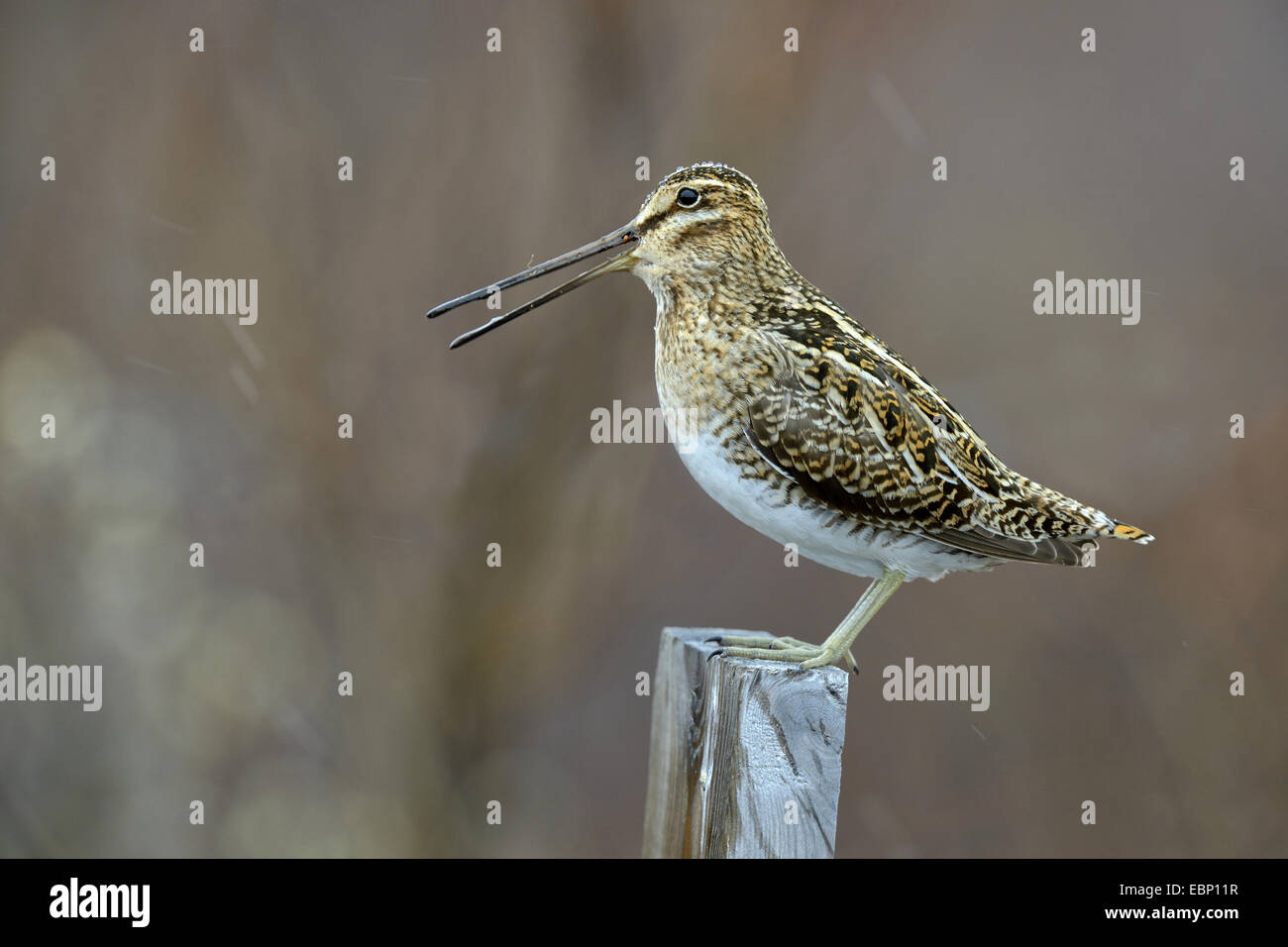 Beccaccino (Gallinago gallinago), seduto su un palo di legno durante la pioggia chiamando, Islanda Foto Stock