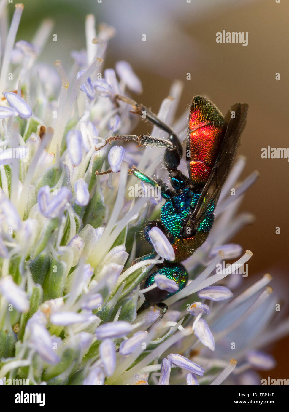 Il cuculo wasp (Hedychrum niemelaei), femmina rovistando sul mare piatto holly, Germania Foto Stock