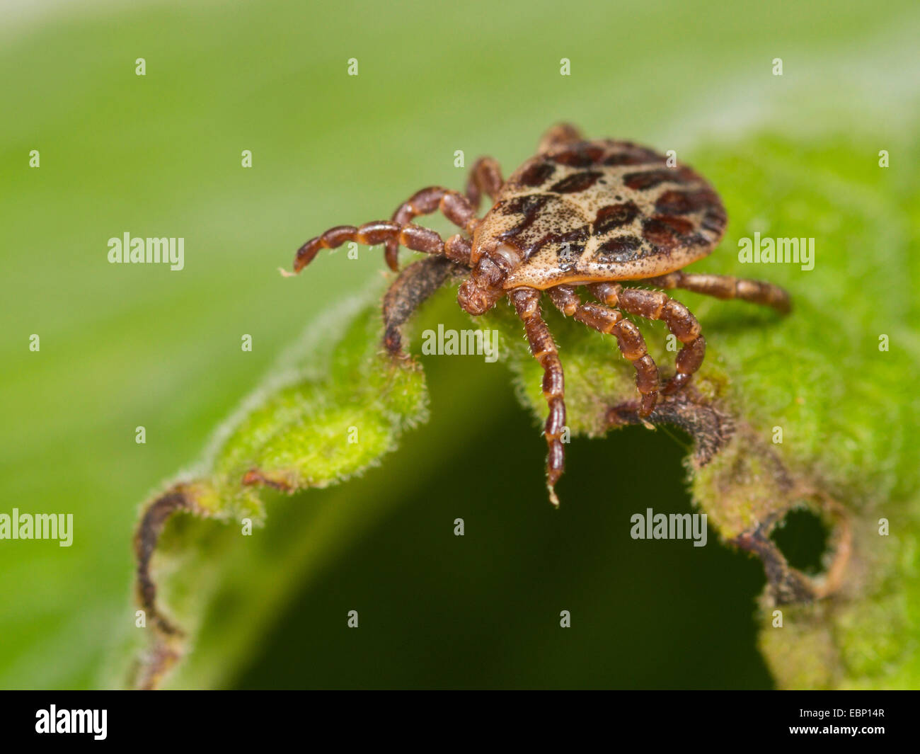 Marsh tick (Dermacentor reticulatus), maschile seduto su una foglia, Germania Foto Stock