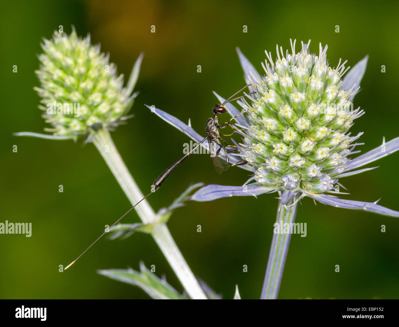 Gasteruption hastator (Gasteruption hastator), femmina rovistando sul mare piatto holly , Germania Foto Stock