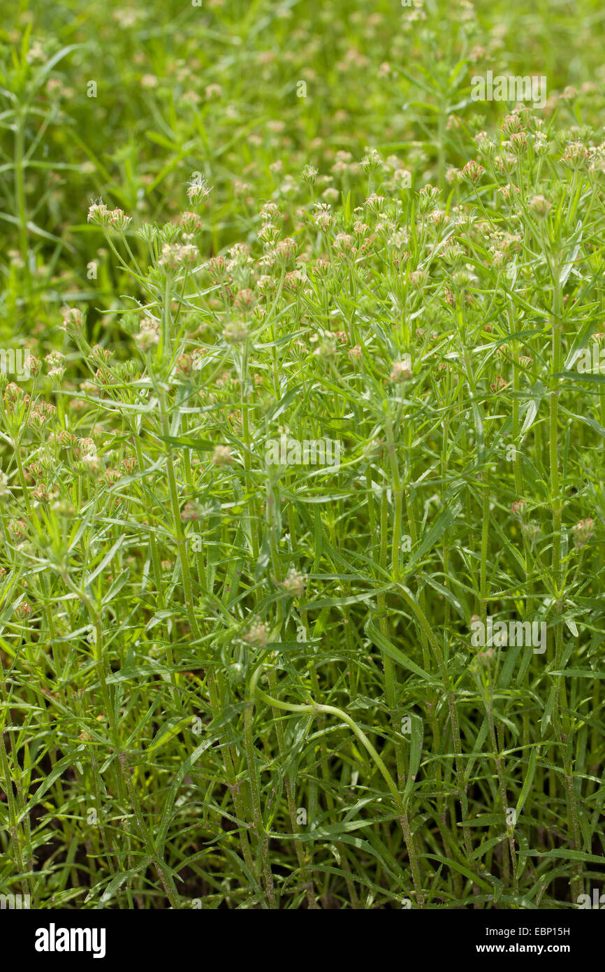 Nero psillio, scuro psillio, African piantaggine, ghiandolare piantaggine (psillio afrum, planzago afra, Planatgo afrum, planzago psillio), fioritura Foto Stock