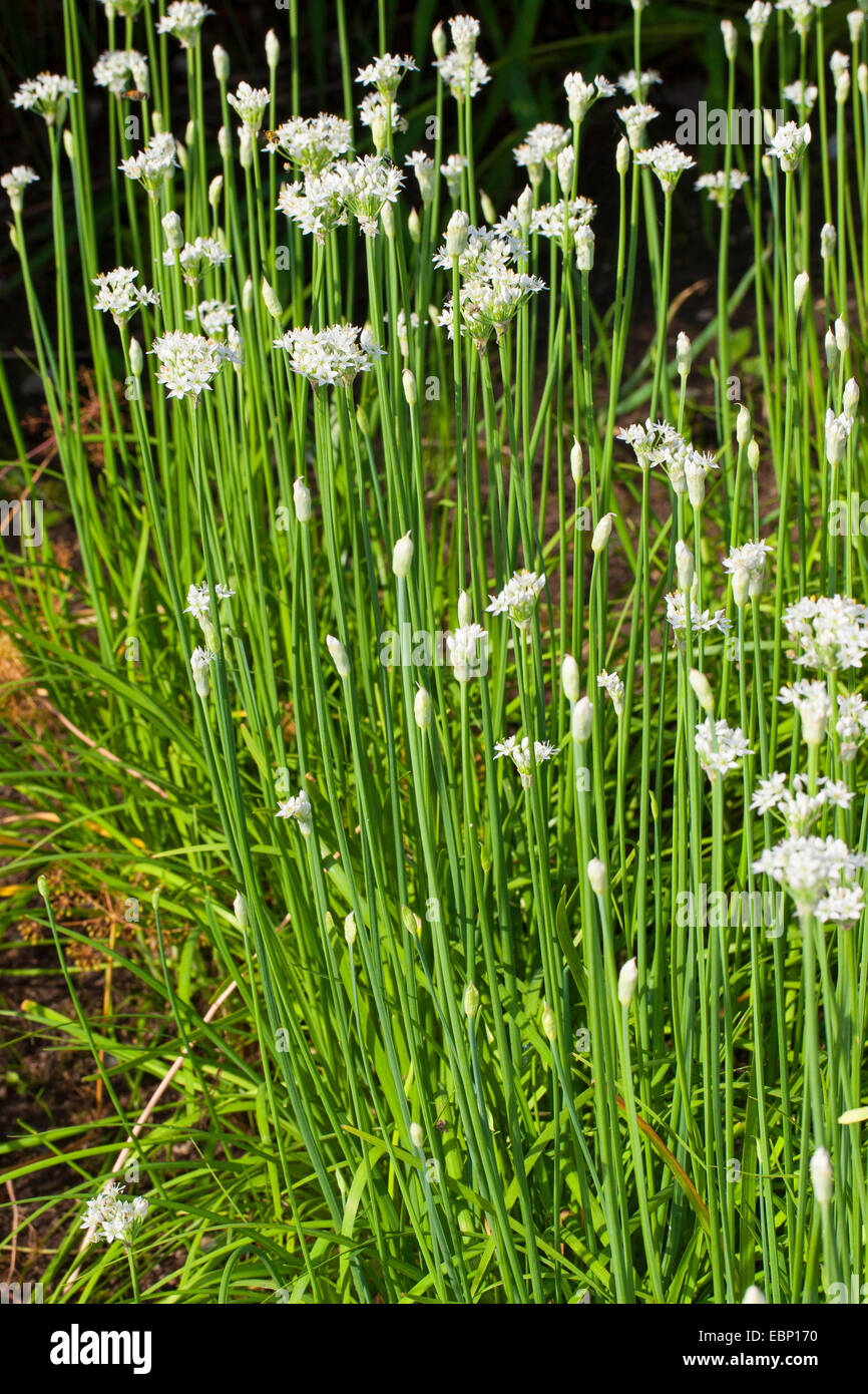 Erba cipollina cinese, orientale aglio Aglio erba cipollina, porro cinese (Allium tuberosum), fioritura Foto Stock
