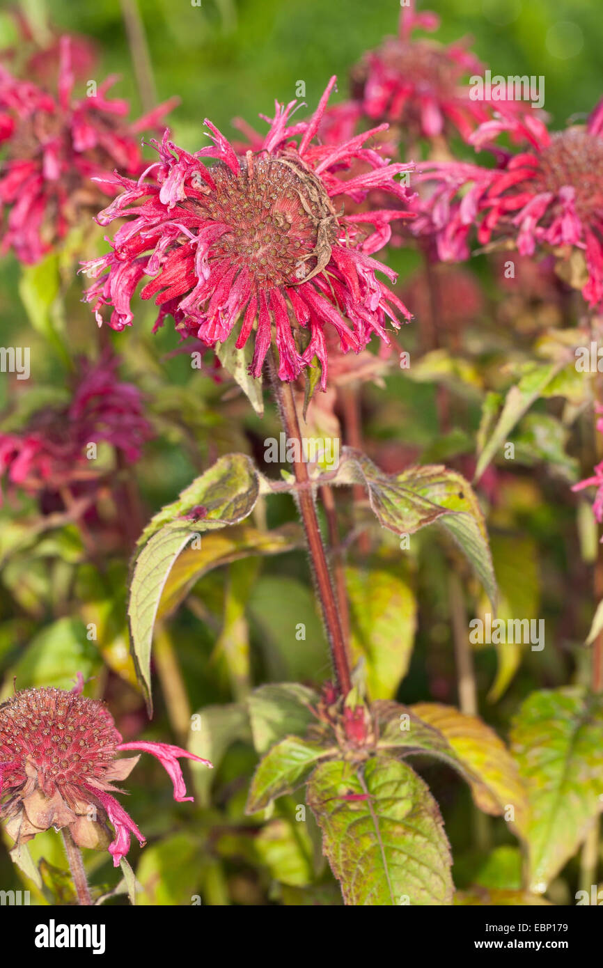 Bee Balsamo, Oswego Tea, bergamotto, Scarlet Beebalm, Scarlet Monarda, Crimson Beebalm (Monarda didyma), fioritura Foto Stock