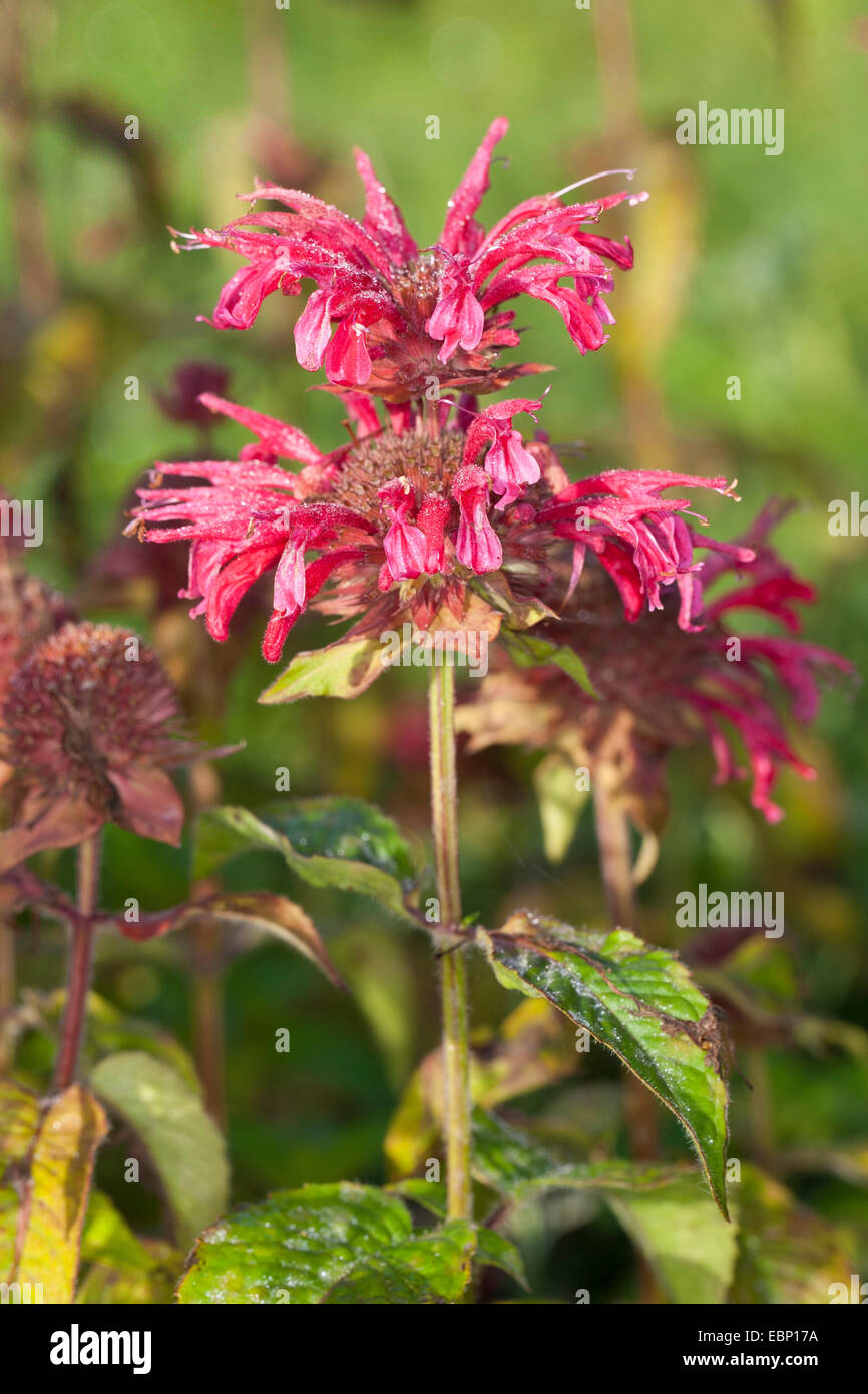 Bee Balsamo, Oswego Tea, bergamotto, Scarlet Beebalm, Scarlet Monarda, Crimson Beebalm (Monarda didyma), fioritura Foto Stock