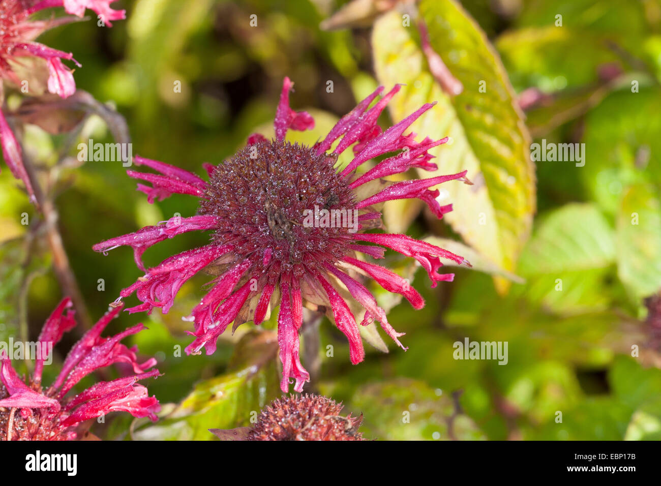 Bee Balsamo, Oswego Tea, bergamotto, Scarlet Beebalm, Scarlet Monarda, Crimson Beebalm (Monarda didyma), fioritura Foto Stock