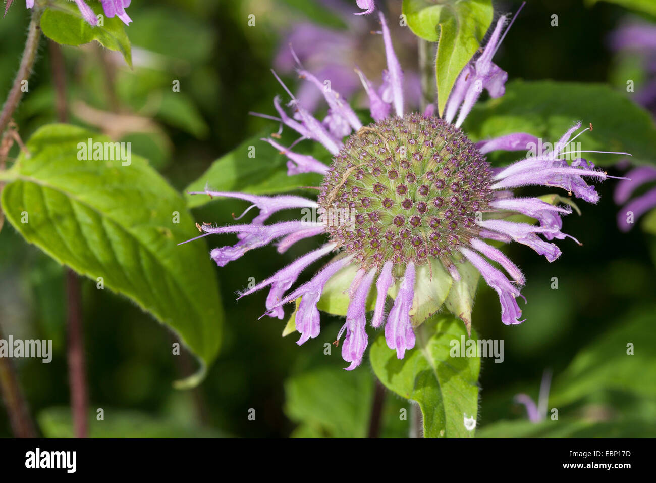 Bee Balsamo, Oswego Tea, bergamotto, Scarlet Beebalm, Scarlet Monarda, Crimson Beebalm (Monarda didyma), fioritura Foto Stock