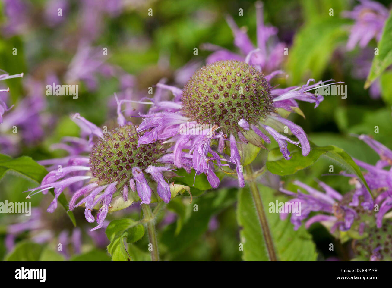 Bee Balsamo, Oswego Tea, bergamotto, Scarlet Beebalm, Scarlet Monarda, Crimson Beebalm (Monarda didyma), fioritura Foto Stock
