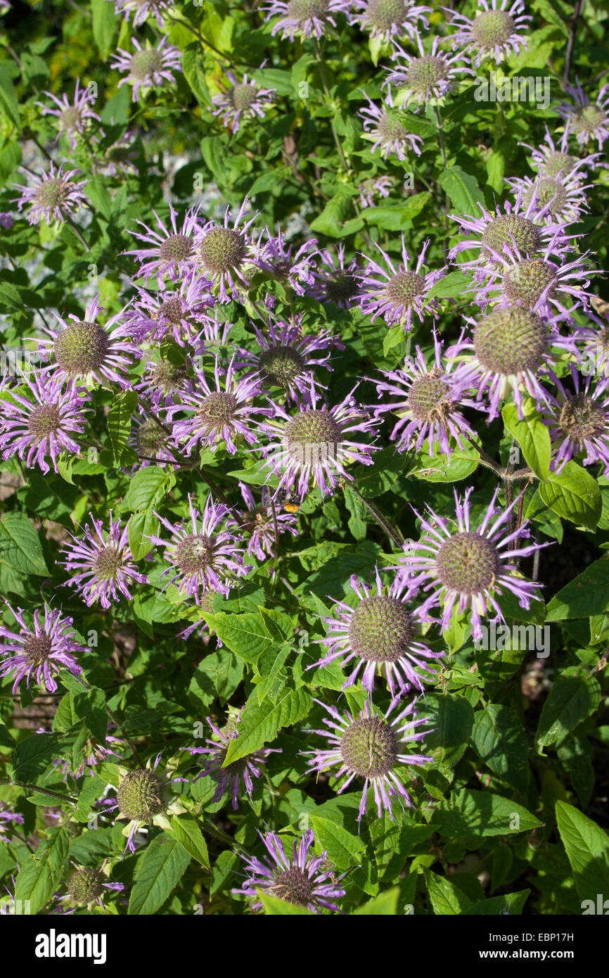 Bee Balsamo, Oswego Tea, bergamotto, Scarlet Beebalm, Scarlet Monarda, Crimson Beebalm (Monarda didyma), fioritura Foto Stock