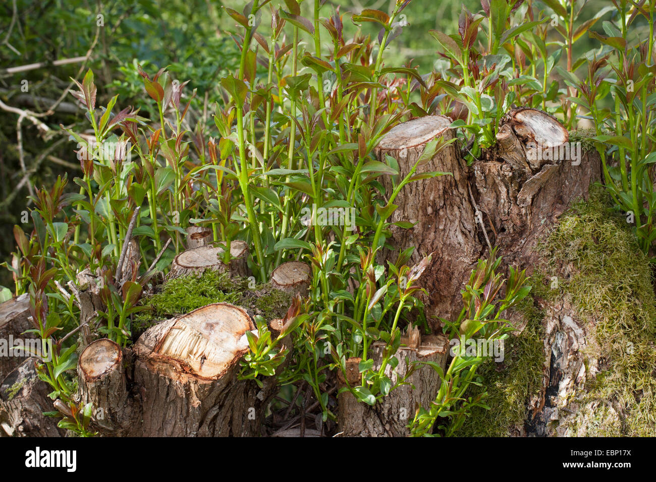 Willow, vimini (Salix spec.), giovani germogli in un pollarded willow, Germania Foto Stock