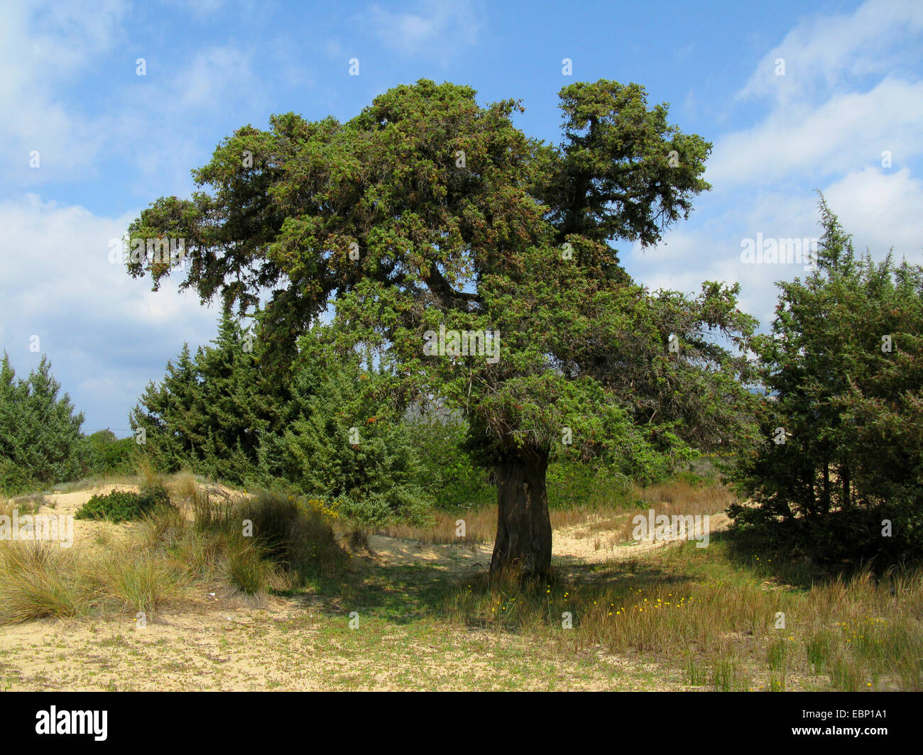 Ginepro coccolone, Cadei, fico d'India Cedro, cade il ginepro, Sharp cedro, a frutto grosso ginepro (juniperus oxycedrus ssp. macrocarpa, Juniperus macrocarpa), albero singolo sulle dune, Grecia, Peloponneso, Laconia Foto Stock