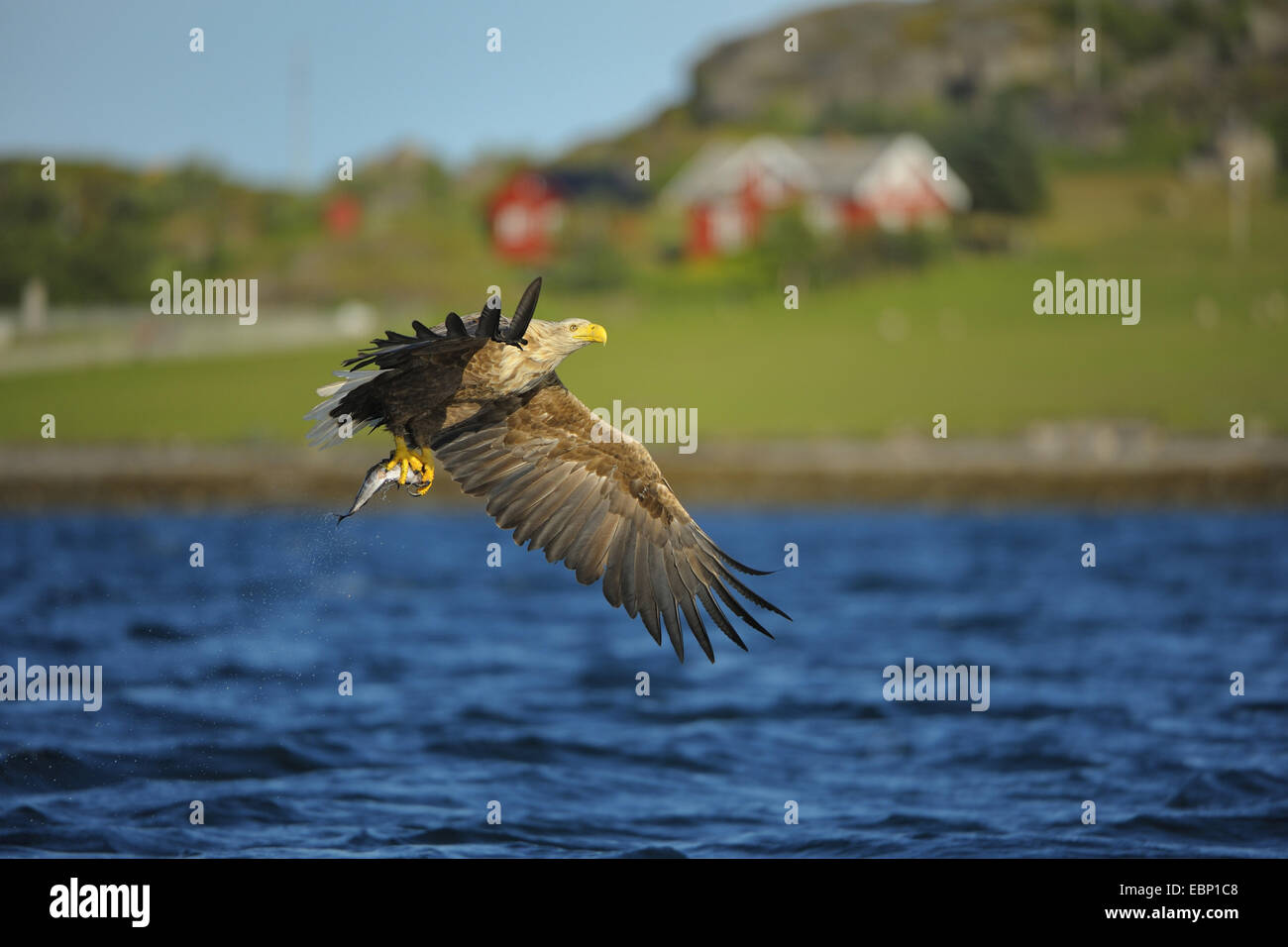 White-tailed sea eagle (Haliaeetus albicilla), in volo con la preda, sullo sfondo delle coste norvegesi paesaggio, Norvegia Foto Stock