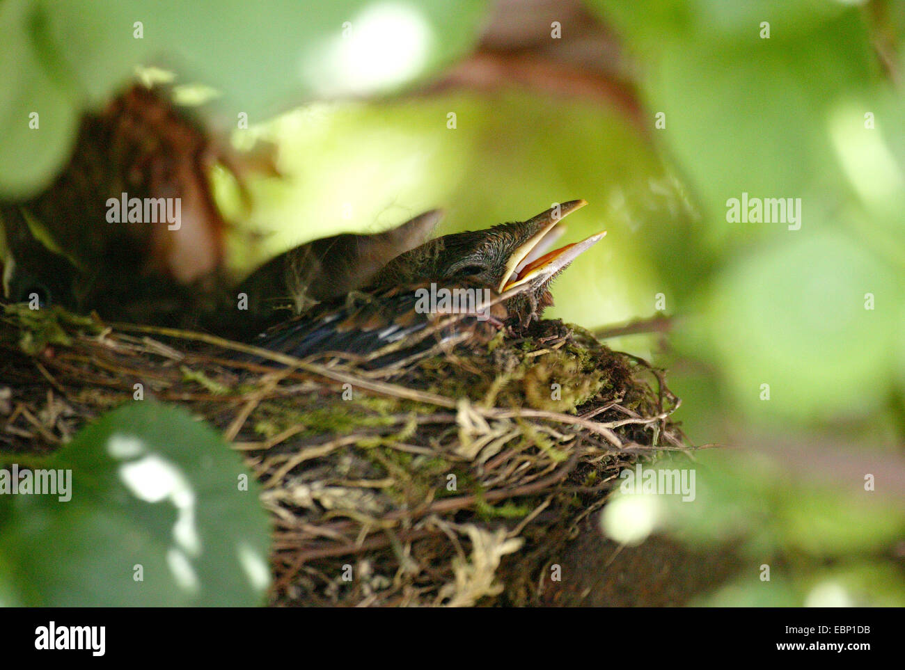 Merlo (Turdus merula), giovani merli nel nido Foto Stock