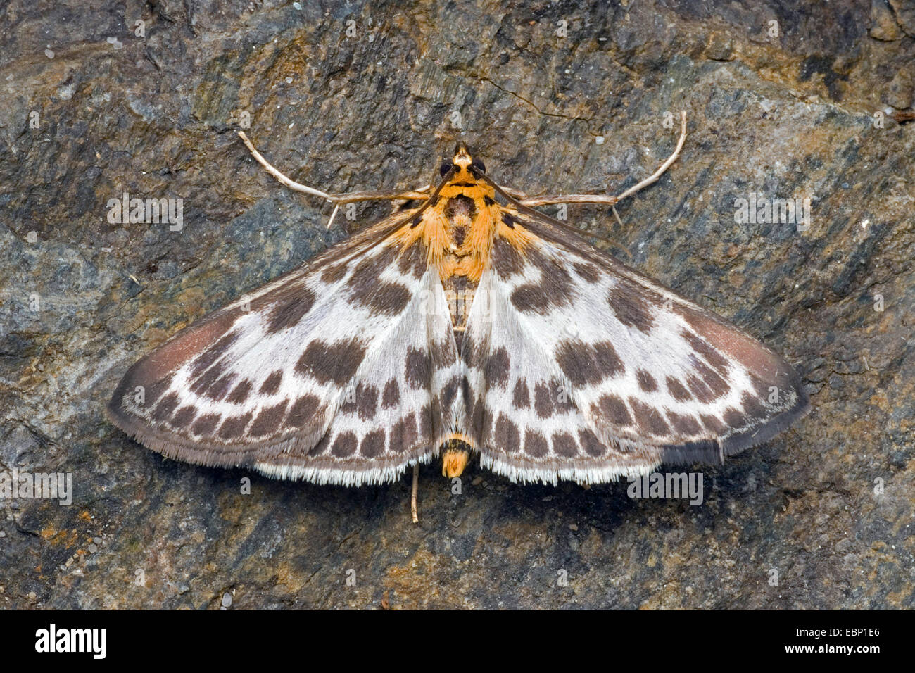 Piccola gazza (Eurrhypara hortulata, Eurrhypara urticata, Eurrhypara urticalis), sulla corteccia, Germania Foto Stock