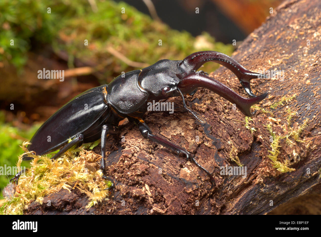 Stag Beetle (Hexathrius buqueti), maschio Foto Stock