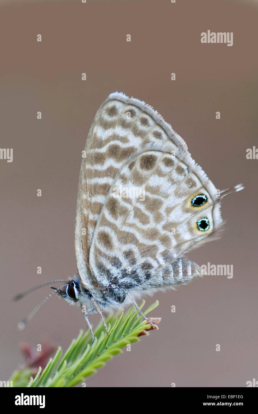 Lang le short-tailed blu (Leptotes pirithous), su un ramoscello, Francia, Corsica Foto Stock