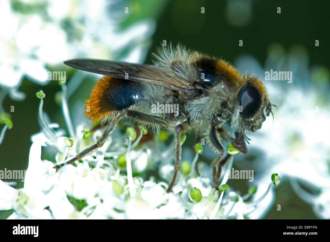 Hoverfly (Cheilosia illustrata), sui fiori bianchi, Germania Foto Stock