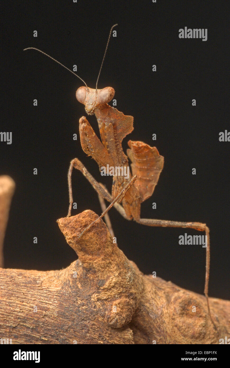 Giant foglia morta Mantis, malese foglia morta Mantis (Deroplatys desiccata), su un ramo Foto Stock