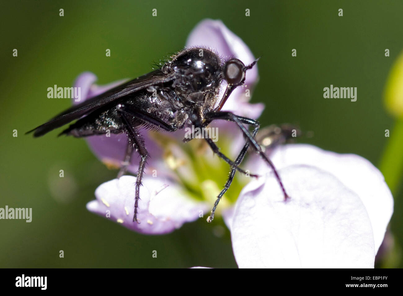 Danza nero Fly (Empis ciliata), sul fiore lilla, Germania Foto Stock