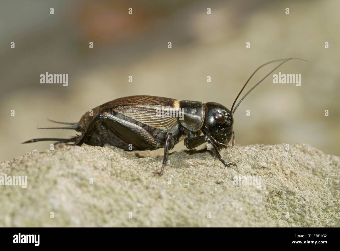 Campo cricket (Gryllus campestris), su una pietra, Svizzera Oberland bernese Foto Stock