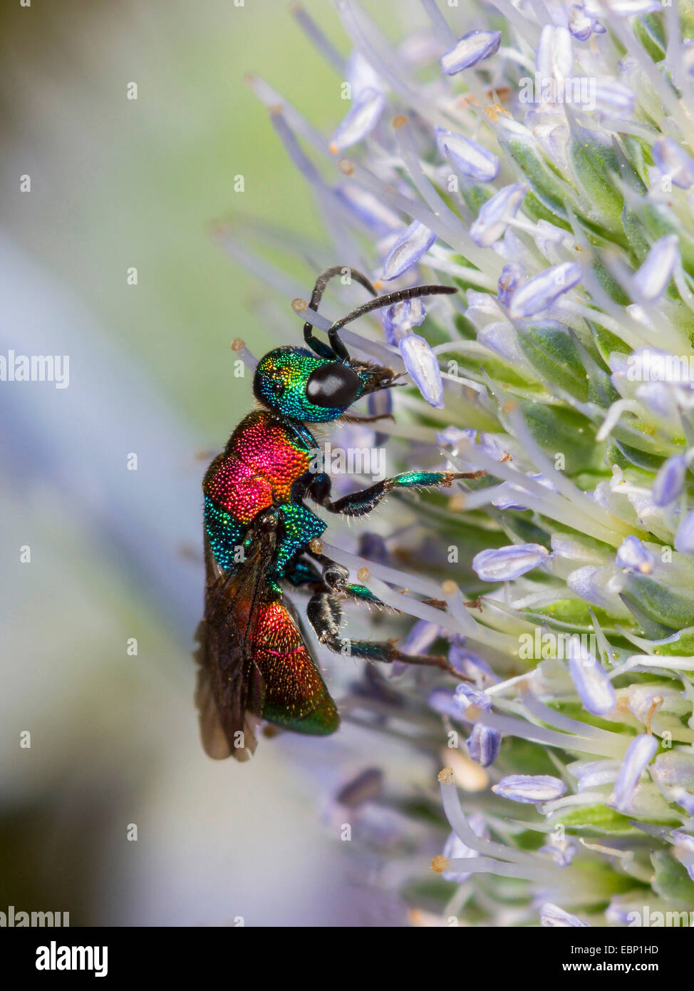 Il cuculo wasp (Hedychrum niemelaei), femmina rovistando sul mare piatto holly, Germania Foto Stock