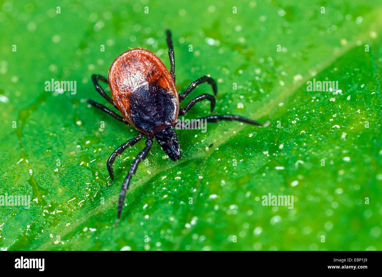 Unione Castor bean tick, Europea Pecore tick (Ixodes ricinus), femmina in agguato su una foglia, Germania Foto Stock