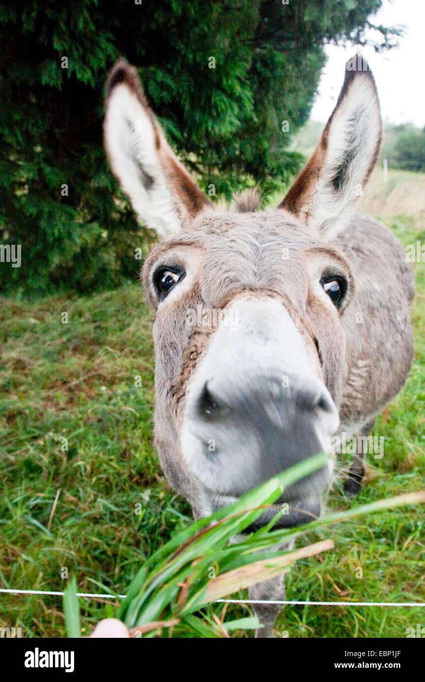 Asino domestico (Equus asinus asinus), Via di San Giacomo, asino accanto al titolo è alimentato, Spagna Galizia, A Coruña, Monte do Gozo Foto Stock