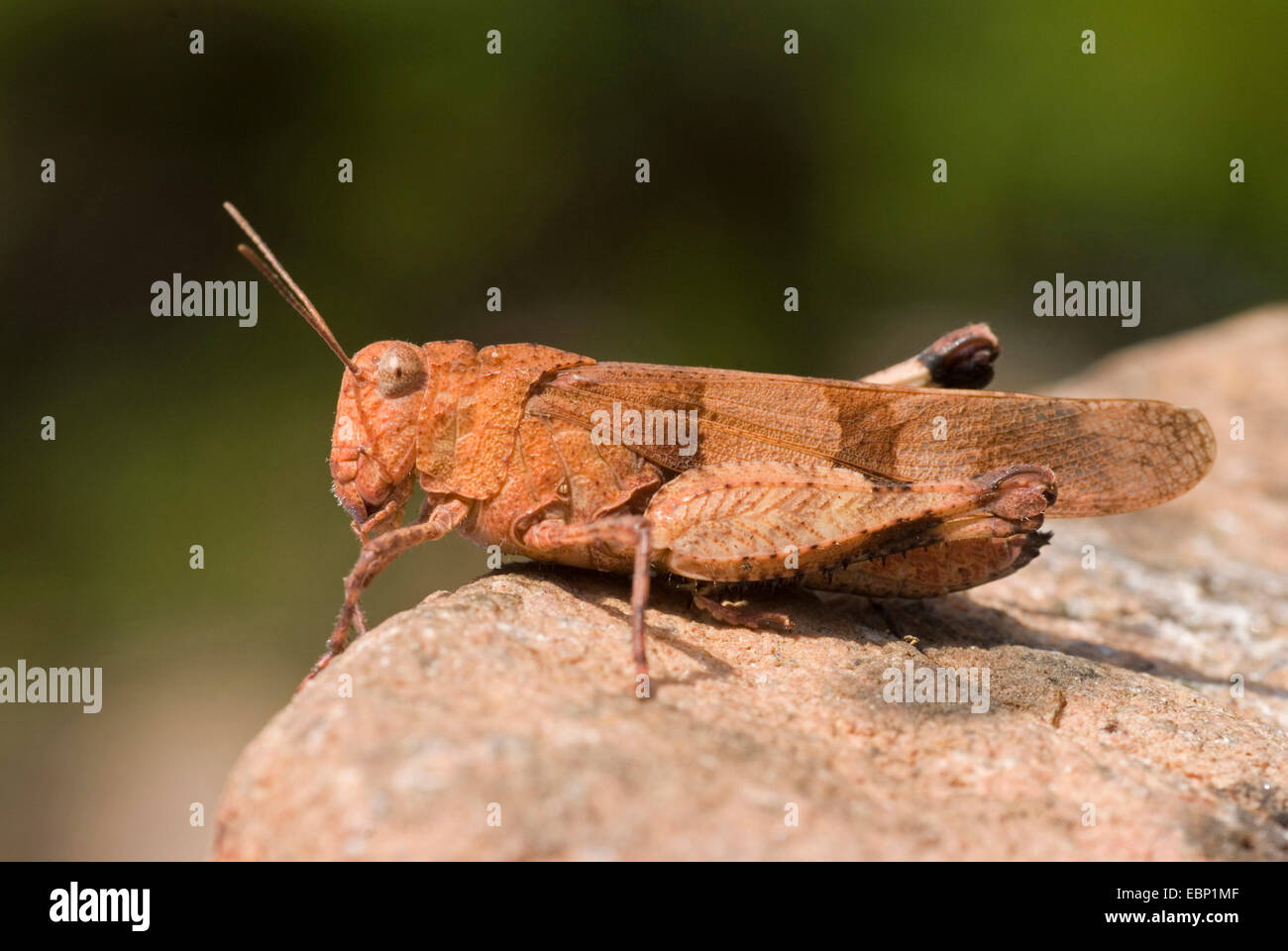 Blu-winged grasshopper (Oedipoda coerulescens), femmina, Francia, Corsica Foto Stock