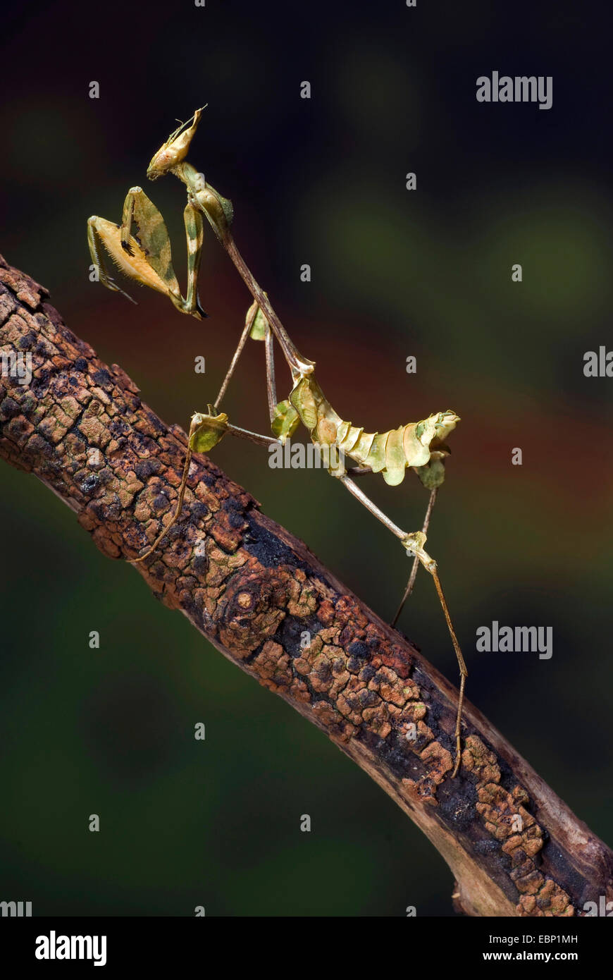 Girovagando violino mantis, Indian Rose mantis (Gongylus gongylodes), su un ramo Foto Stock