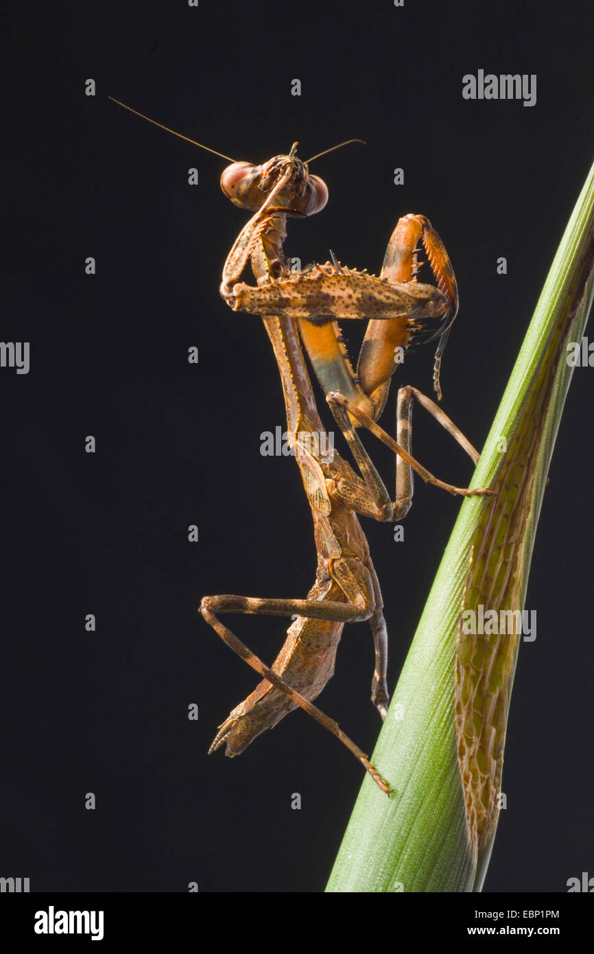 Budwing Mantis (Parasphendale agrionina), toelettatura Foto Stock