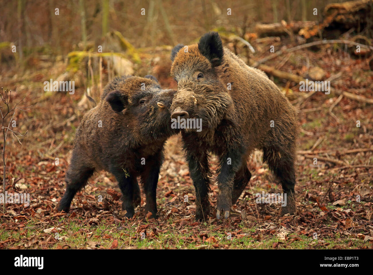 Il cinghiale, maiale, il cinghiale (Sus scrofa), tuskers in conflitto nella stagione degli amori, GERMANIA Baden-Wuerttemberg Foto Stock