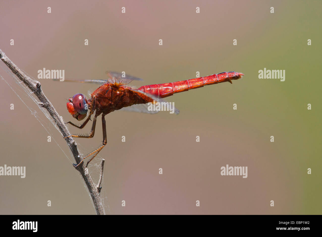 Ampia Scarlet, comune Scarlet-darter, Scarlet Darter, Scarlet Dragonfly (Crocothemis erythraea, Croccothemis erythraea), in corrispondenza di un gambo, Turchia, Anatolia, Lycia Foto Stock