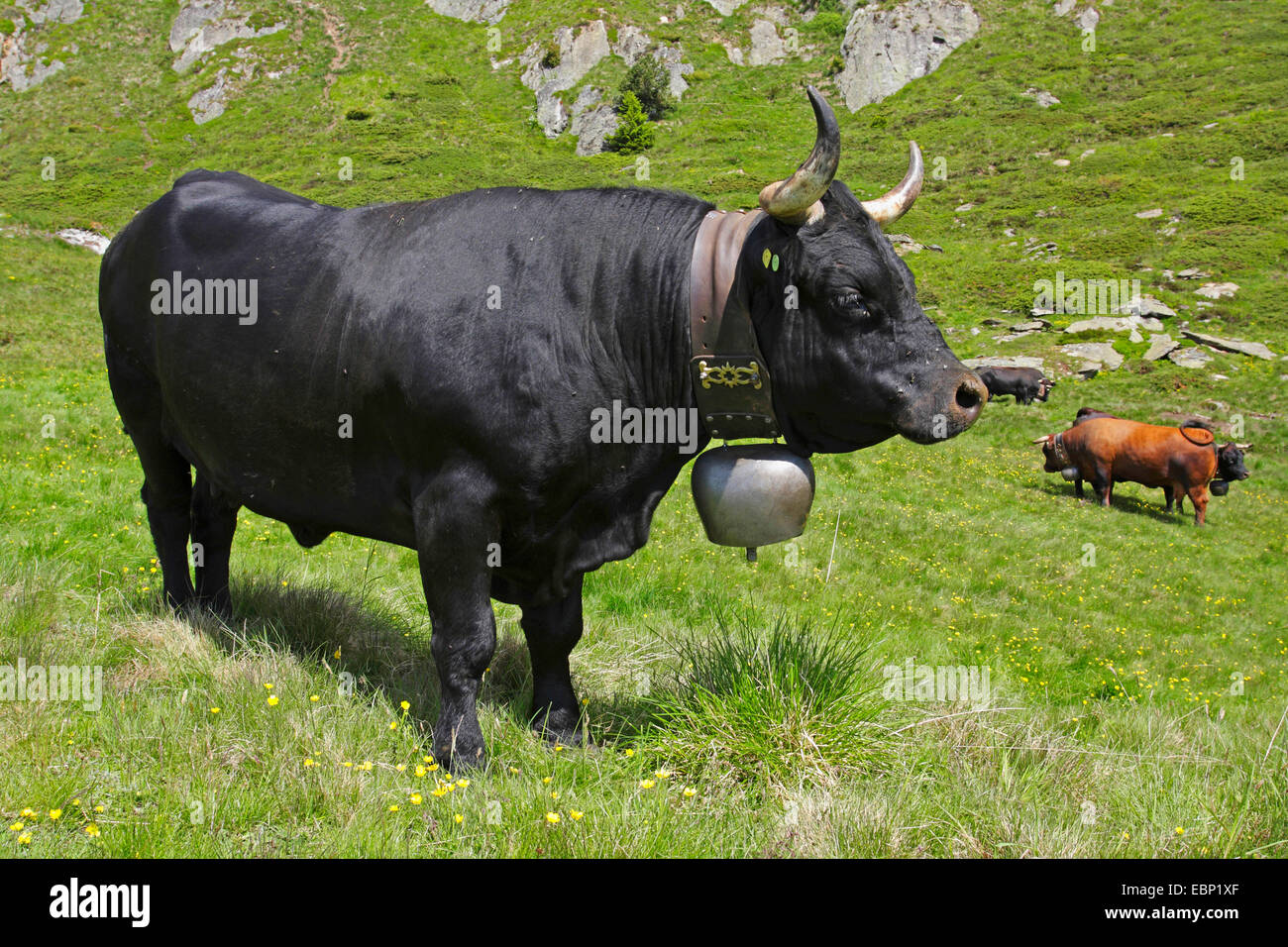 Herens (Bos primigenius f. taurus), in piedi sul pascolo alpino, Svizzera Vallese Foto Stock