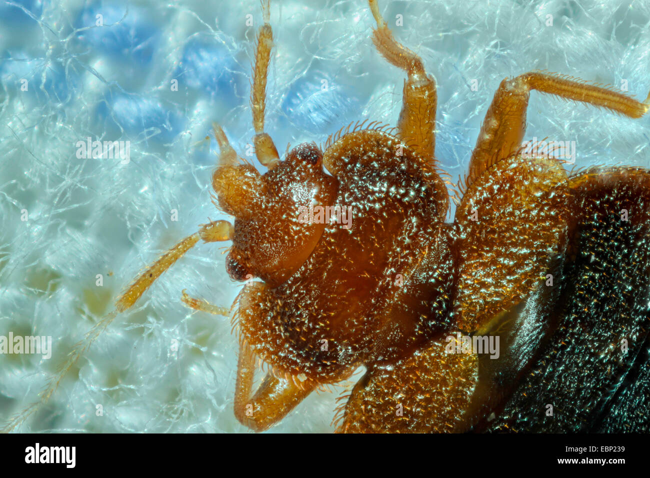 Bedbug, bedbug comune, parete di pidocchio (Lepinotus reticulatus), ritratto Foto Stock