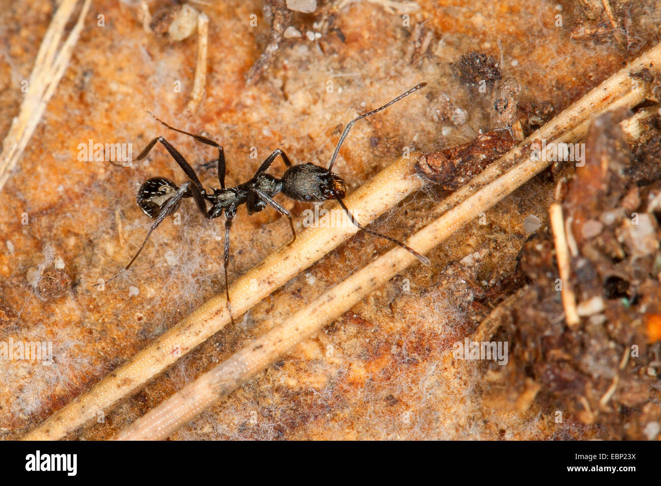 Ameise-Aphaenogaster (Aphaenogaster spec., ), sul terreno, Francia, Corsica Foto Stock