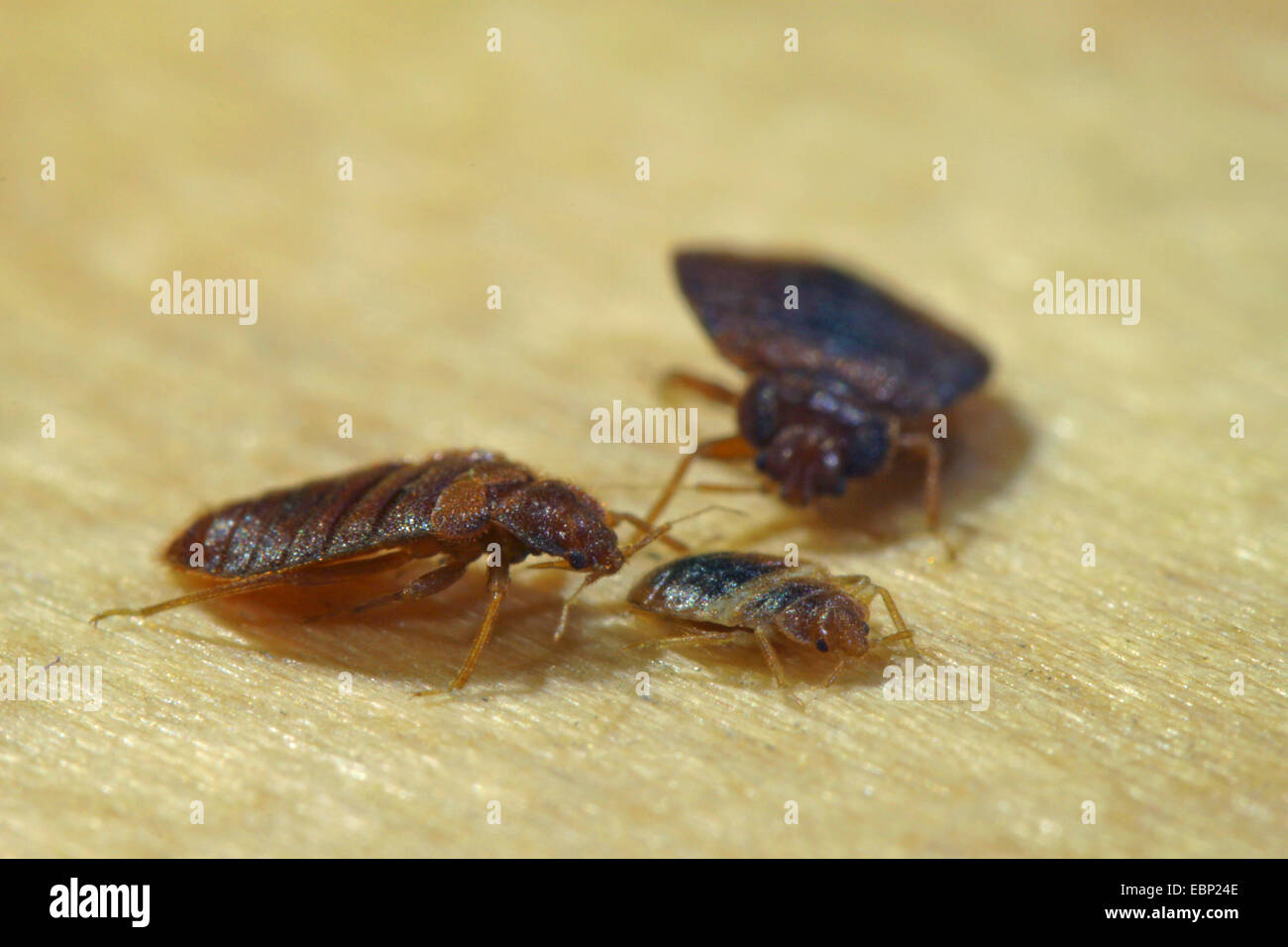 Bedbug, bedbug comune, parete di pidocchio (Lepinotus reticulatus), due cimici con larva Foto Stock