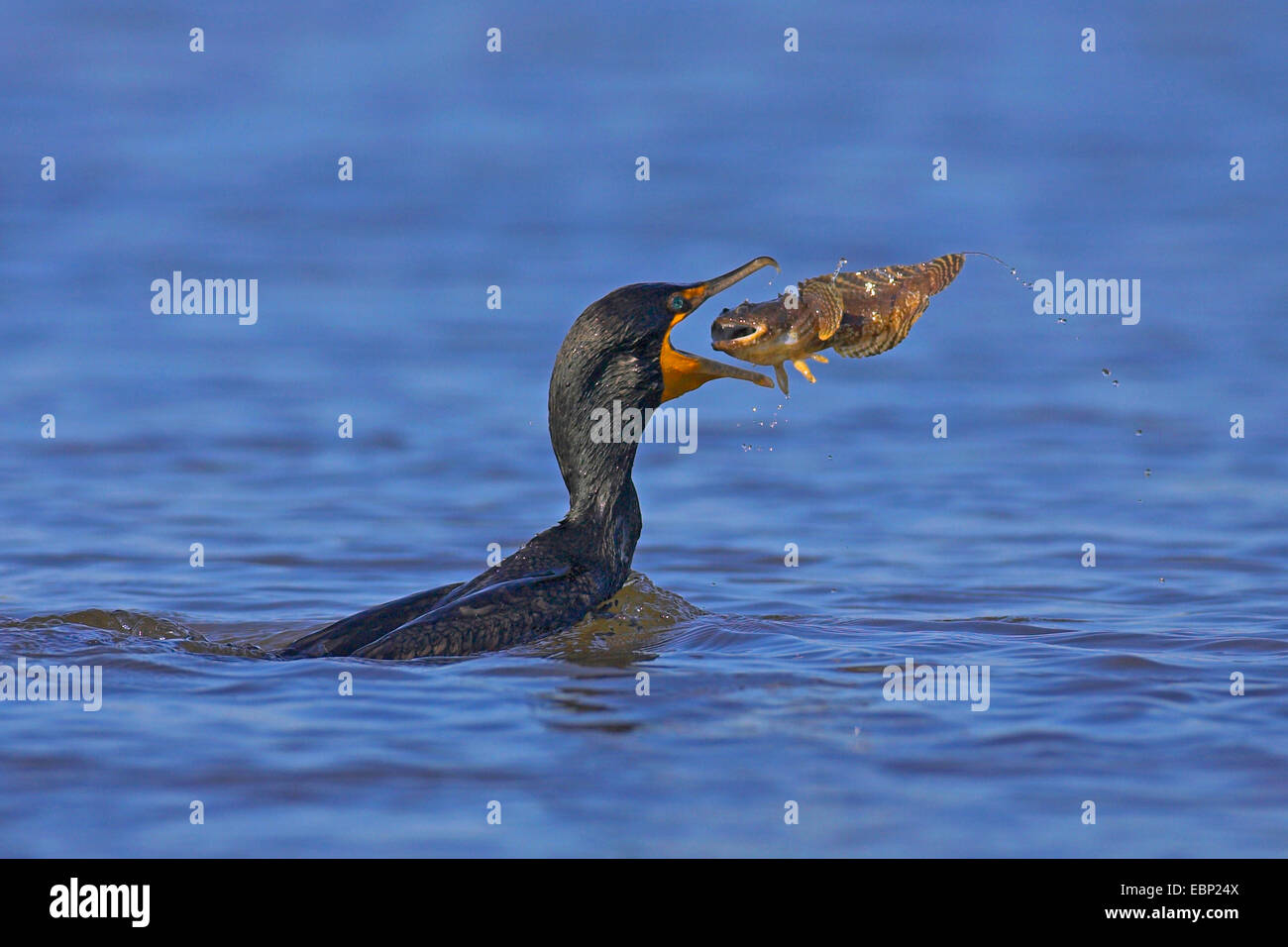 Double-crested cormorano (Phalacrocorax auritus), alimentando un pesce, STATI UNITI D'AMERICA, Florida, Sanibel Island Foto Stock