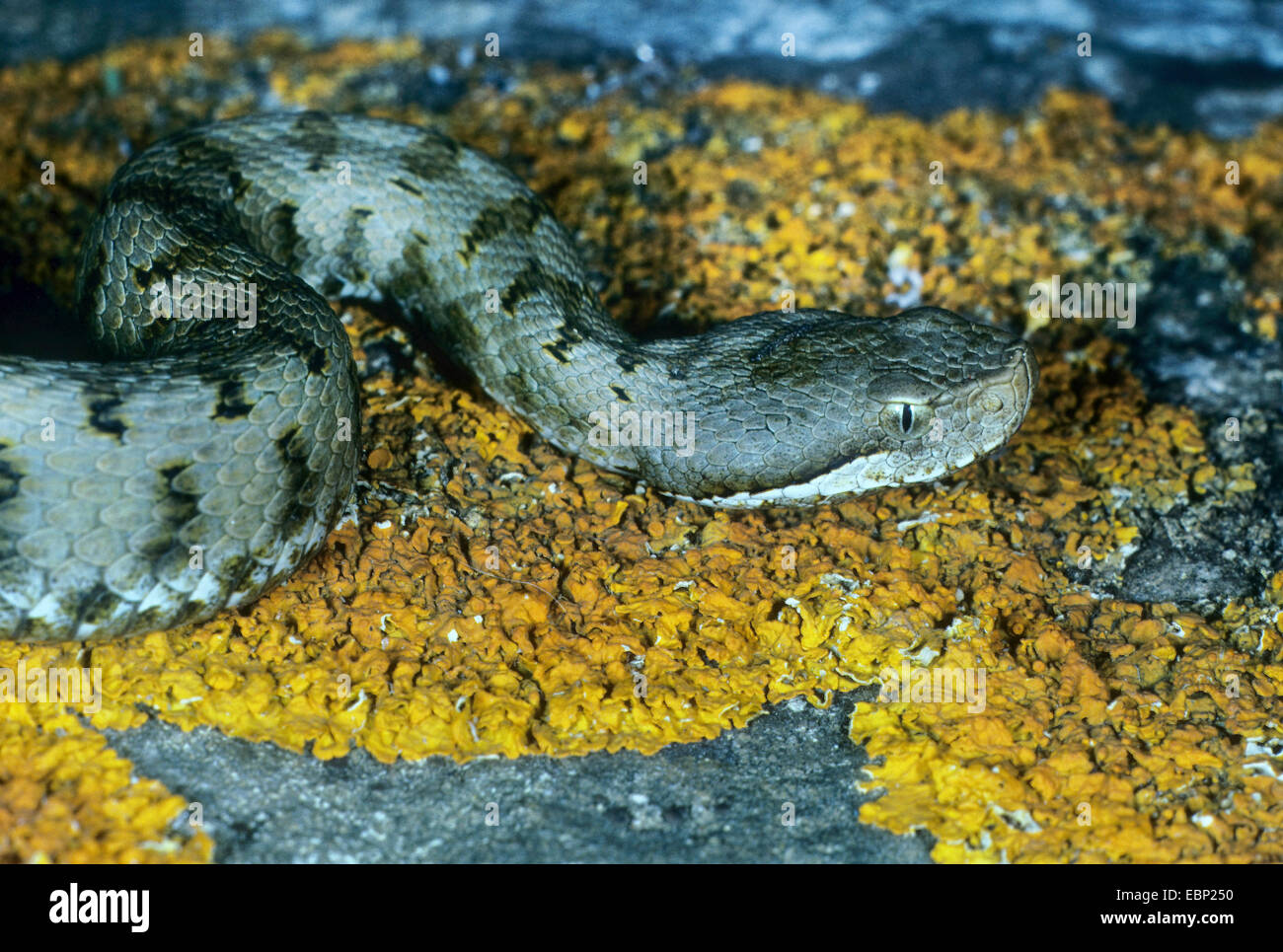 Asp viper, aspic viper (Vipera aspis), ritratto Foto Stock