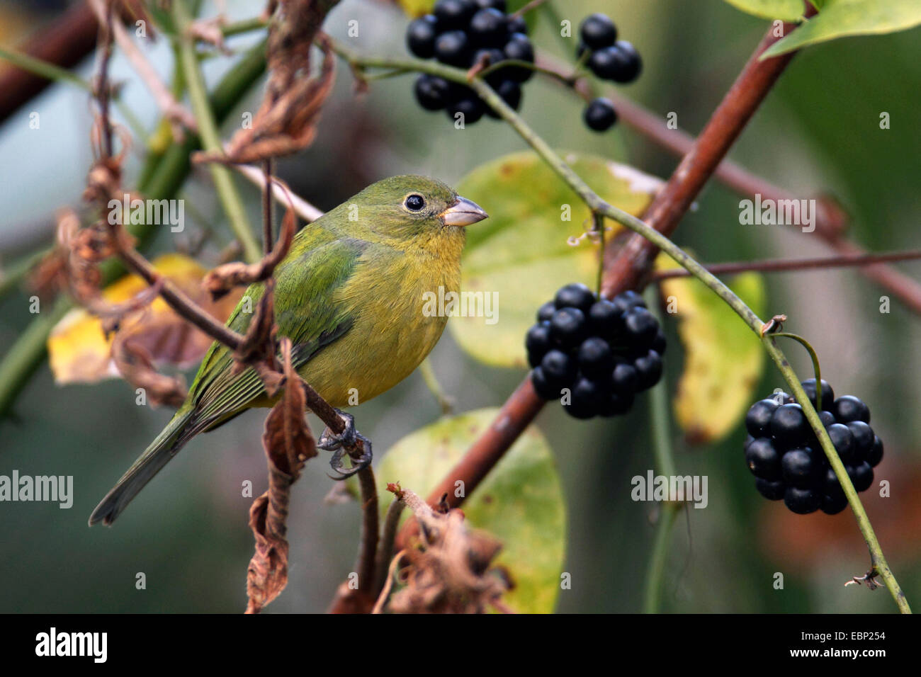 Dipinto di bunting (Passerina ciris), femmina si siede su un ramoscello, STATI UNITI D'AMERICA, Florida, cavatappi palude Foto Stock