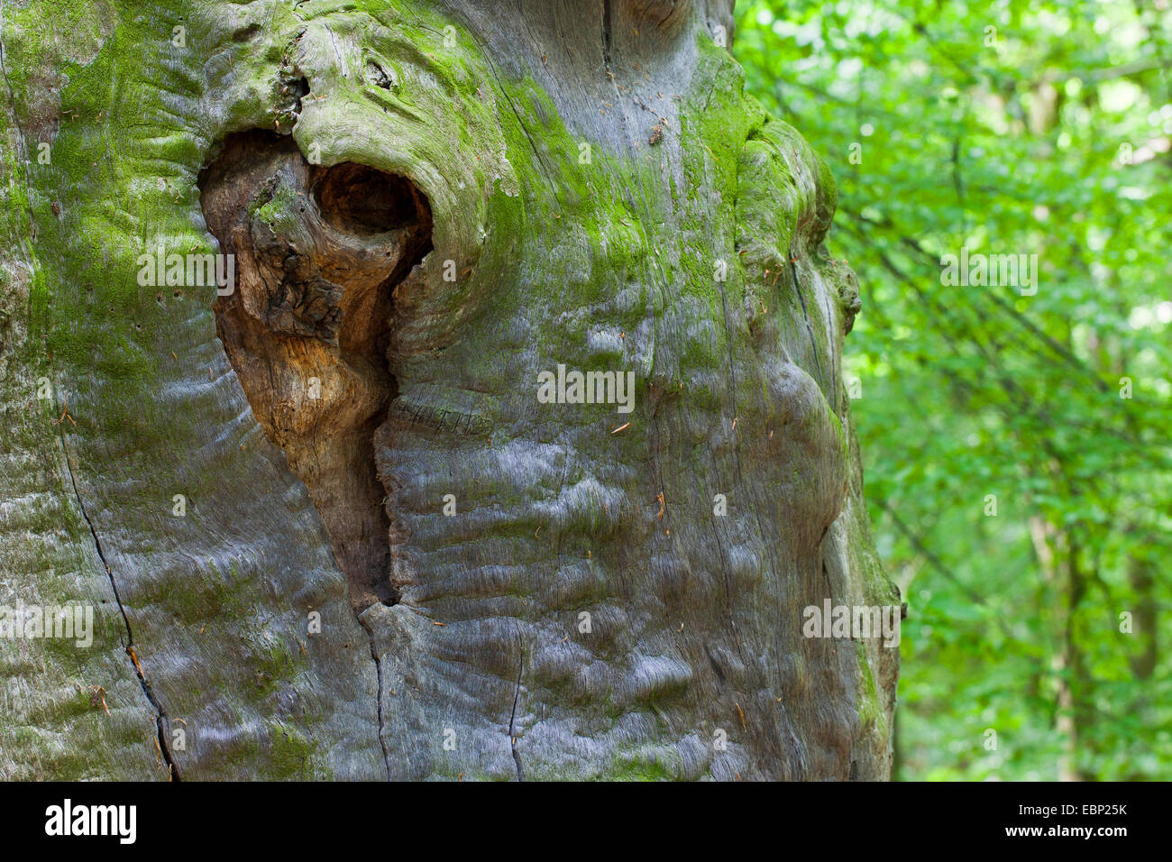 Albero con un cuore, a forma di cuore, cuoriformi, tronco, lo stelo tronco di albero, Germania Foto Stock